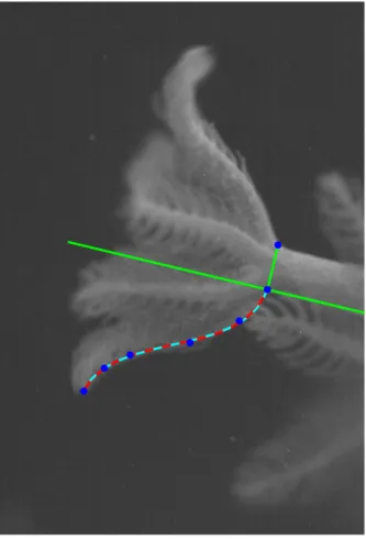 Figure 2.1: Sample image illustrating the methods used to track the kinematics over time