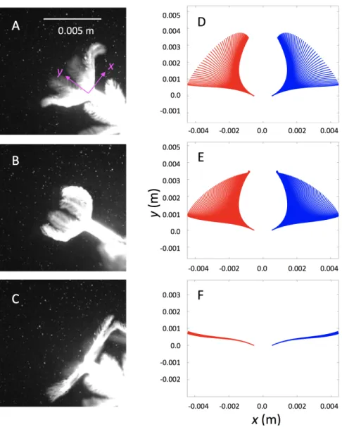 Figure 2.2: Snapshots taken from a single polyp during tentacle contraction (A), expansion (B), and relaxation before the subsequent contraction (C)