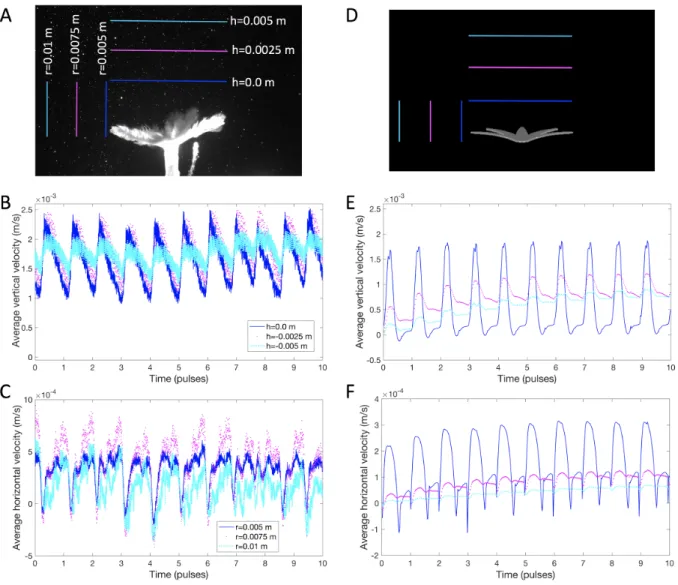 Figure 2.6: Comparison of flow velocities spatially averaged along a line in the x, y−plane in a real (A-C) and a numerically simulated (D-F) polyp over 10 pulsing cycles
