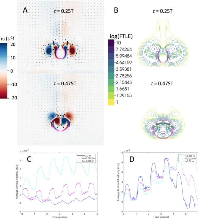 Figure 2.8: Data from the 2D numerical simulation. (A) Snapshots of the vorticity and velocity field during contraction and expansion