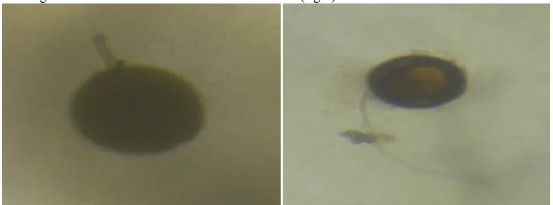 Figure 2 shows Glomus sp spore without rhizobacteria inoculation that has not germinated (left) and has germinated because of P.diminuta inoculation (right) 