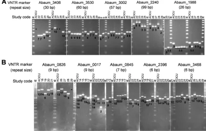 FIG. 1. Allele polymorphisms at L-repeat (A) and S-repeat (B) VNTR loci. The study code of each strain is shown above the lanes, and thesize of the repeat unit is reported for each VNTR marker