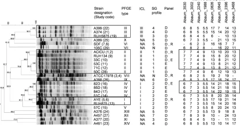 FIG. 2. Typing concordance between MLVA-8 and PFGE typing or SG proﬁling. Cluster analysis of 25 A