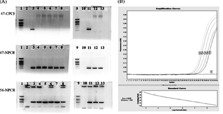 FIG. 2. (A) Detection sensitivities of C-PCR and N-PCR. Lane 1, 100-bp ladder marker (Bioneer); lane 2, negative control (sterile distilledwater); lane 3, positive-control strain Karp; lane 4, undiluted genomic DNA; lane 5 to lane 8, from 2-fold-diluted genomic DNA to 16-fold-diluted