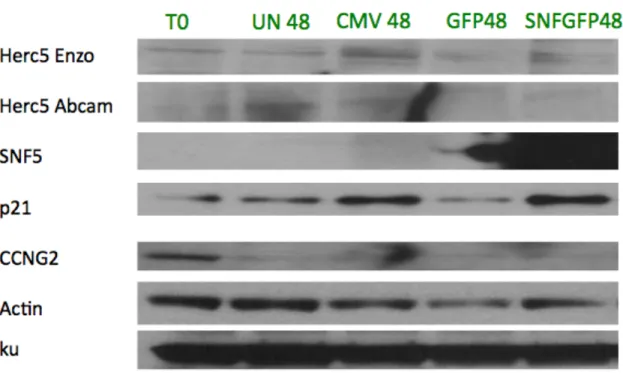 Figure 3A: A204.1 Protein Expression  