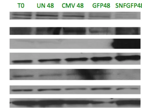 Figure 3B: TTC642 Protein Expression 