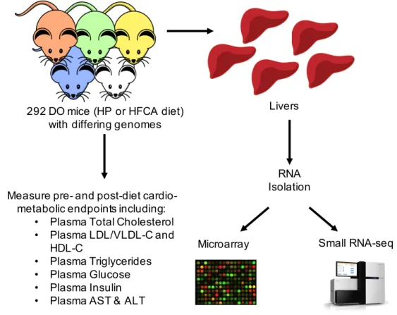 Figure 2.1 Summary Diagram of Study Design. 292 DO mice, each having a  different composite of the 8 founder mouse strain genomes, were fed either HP or  HFCA diet