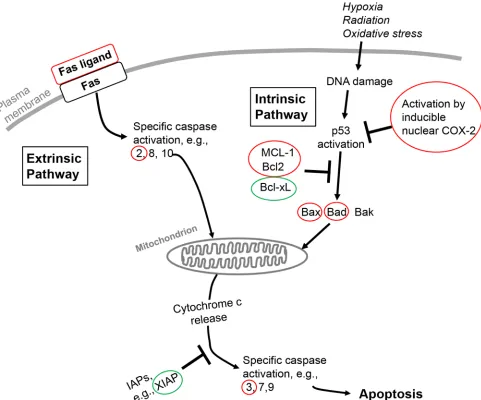 Figure 1: Schematic overview of extrinsic and intrinsic apoptosis pathways in the cell and points at which thyroid hormone in these pathways is anti-apoptotic