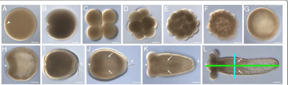 Figure 2 Various stages ofwall and swims with the aboral end forward (arrowhead indicates the apical organ)