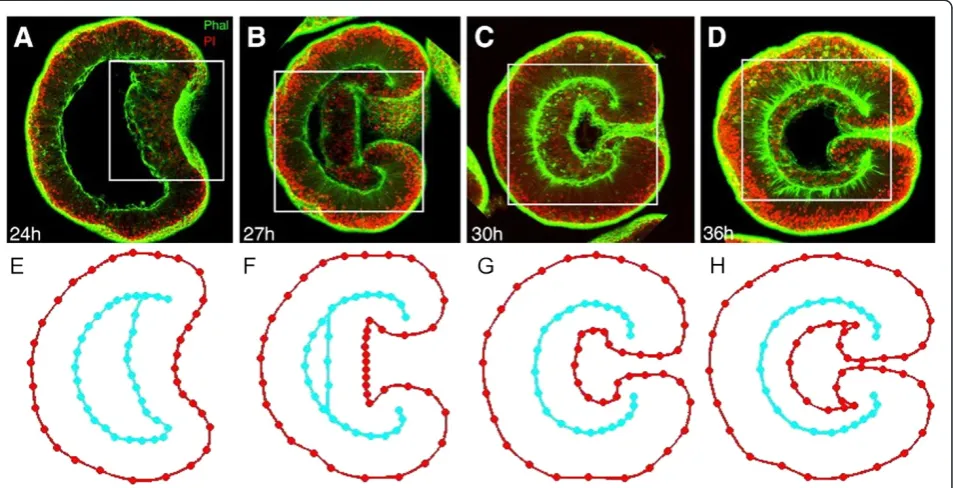Figure 3 Designing graphical embryo geometries from confocal microscopy images of Nematostella vectensis