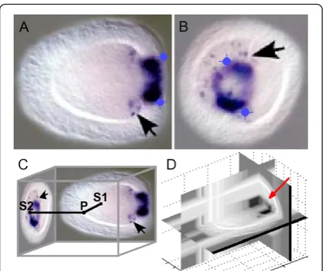 Figure 5 A three-dimensional array constructed fromand scale the oral imageexpression in the early larva appears focused on two spots aroundthe oral pole (original images from [19])