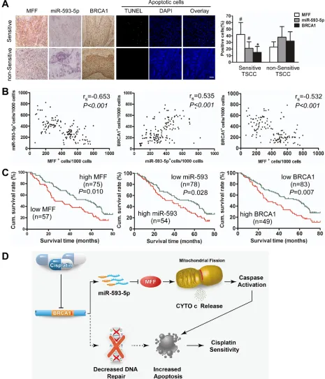 Figure 7: Expression of MFF, miR-593-5p and BRCA1 correlates with cisplatin sensitivity and survival of TSCC patients(TSCCs)