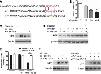 Figure 2: miR-593-5p targets the 3’UTR of MFF. A, Analysis of miR-593-5p targeting sites in MFF 3’UTR via regrna2 (http://regrna2.mbc.nctu.edu.tw) and the construction of MFF 3’UTR mutants(mut)