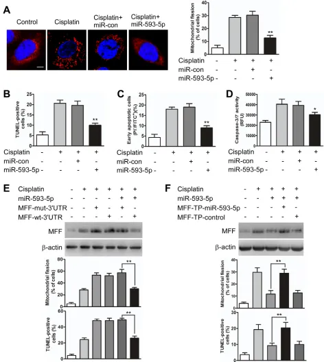 Figure 3: miR-593-5p regulates mitochondrial fission and apoptosis in Cal-27 cells. Afission