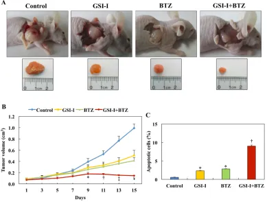 Figure 6: GSI-I and BTZ effectively suppressed T-LPN xenograft tumor growth. A. In nude mice (examples shown) challenged with subcutaneous injection of Jurkat cells, GSI-I combined with BTZ significantly inhibited tumor growth