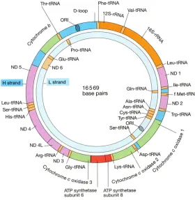 Figure 1. Human mitochondrial gene structure.