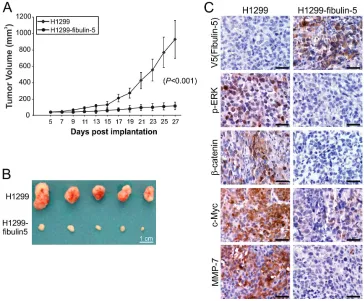 Figure 6: Fibulin-5 inhibits lung tumor progression and the Wnt pathway in mice. A. Parental and fibulin-5-expressing H1299 cells were injected subcutaneously into BALB/c nude mice to establish xenograft tumors