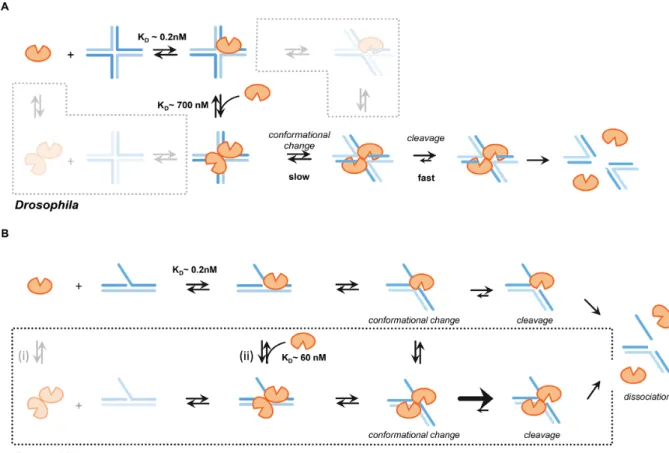 Figure 7. Mechanism of DmGen cleavage of HJs and 5  flaps. (A) Mechanism of Gen function on HJs
