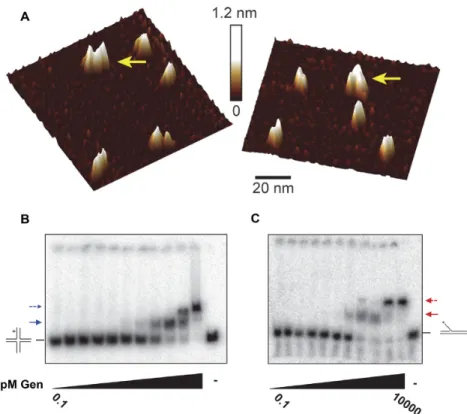 Figure 3. DmGen can dimerize. (A) Topographical AFM images of truncated DmGen showing monomers and dimers