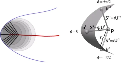 Figure 2.2: Left: In cross-section, the continuous relationship between a point on a medial surface and the points of contact between the disk inscribed at the point and the boundary of the object asymptotes at the crest point