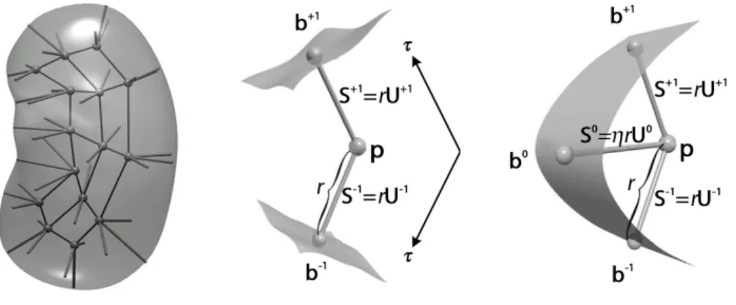 Figure 2.3: Left: a single figure m-rep for a kidney and the object boundary implied by it.