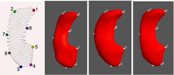Figure 3.4: From left to right, landmark points of hippocampus and three fitted m-reps are shown.