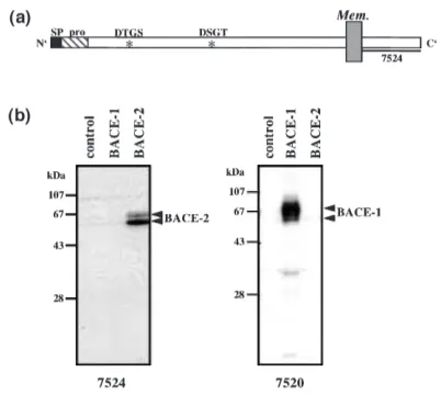 Fig. 1 Stable expression of BACE-1 and BACE-2 in HEK 293 cells.(a) Schematic of BACE-2 showing the epitope of antibody 7524