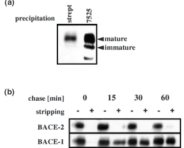 Fig. 2 BACE-2 matures by complexexpressing BACE-1 or BACE-2 were pulse labeled with [ N-glycosylation