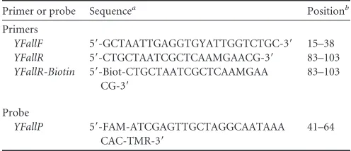 TABLE 1 Primers and probes for RT-qPCR and RT-tHDA assays