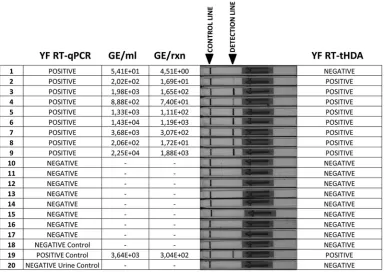TABLE 3 YFV genome detection by RT-tHDA in clinical samples from conﬁrmed YFV natural infections