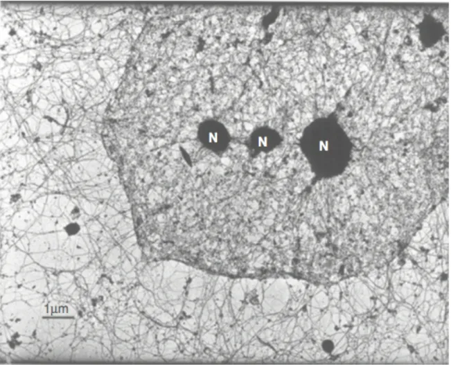 Figure 1.1 The nuclear lamina and cytoskeleton are highly interconnected. Transmission  electron micrograph of a HeLa cell, after removal of membranes and nucleic acids, showing  nuclear filaments interconnecting with the cytoskeleton