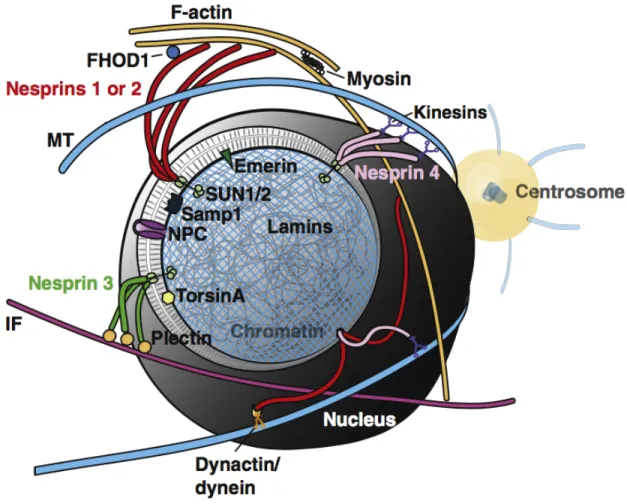 Figure 1.2 LINC complexes tether the nucleus. The nuclear envelope is cut-away to expose  the nuclear lamina and underlying chromatin