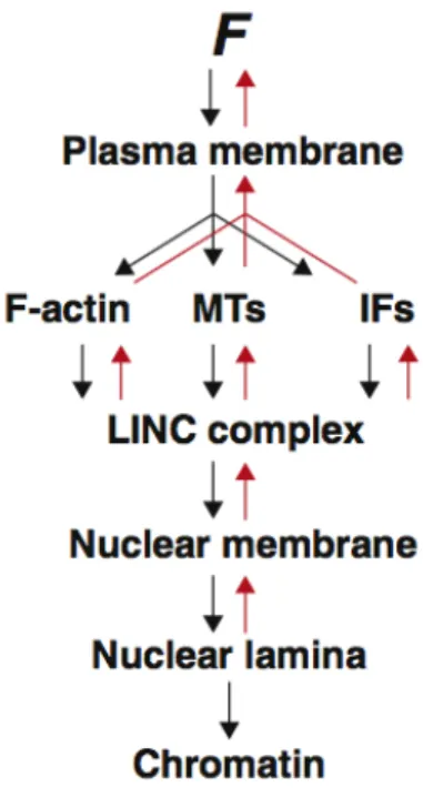 Figure 1.3 Force transduction to the nucleus and back. Schematic demonstrating the flow of  cellular force from the plasma membrane to the nucleus