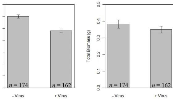 Figure 2.4. Plant response to virus infection. Virus infection decreased root fraction  (A) and tended to decrease total plant biomass (B)