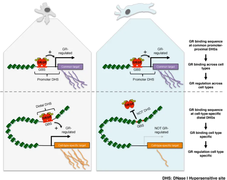 Figure 7. Cartoon depiction of our model how shared and cell type-specific chromatin accessibility direct gene regulation by GR