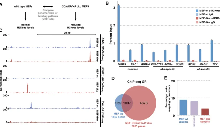 Figure 5. Functional analysis of the correlation between H3K9ac levels and GR binding: correlation = causation
