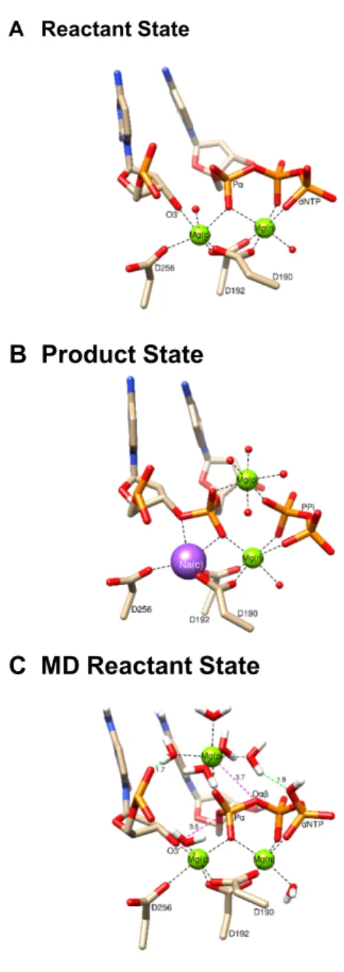 Figure 1. Active site structure of the ternary complexes of pol ␤. (A) Re- Re-actant state from crystallographic structure (PDB ID: 4KLE) having  mag-nesium ions in the catalytic and nucleotide binding sites; (B) product state from crystallographic structu