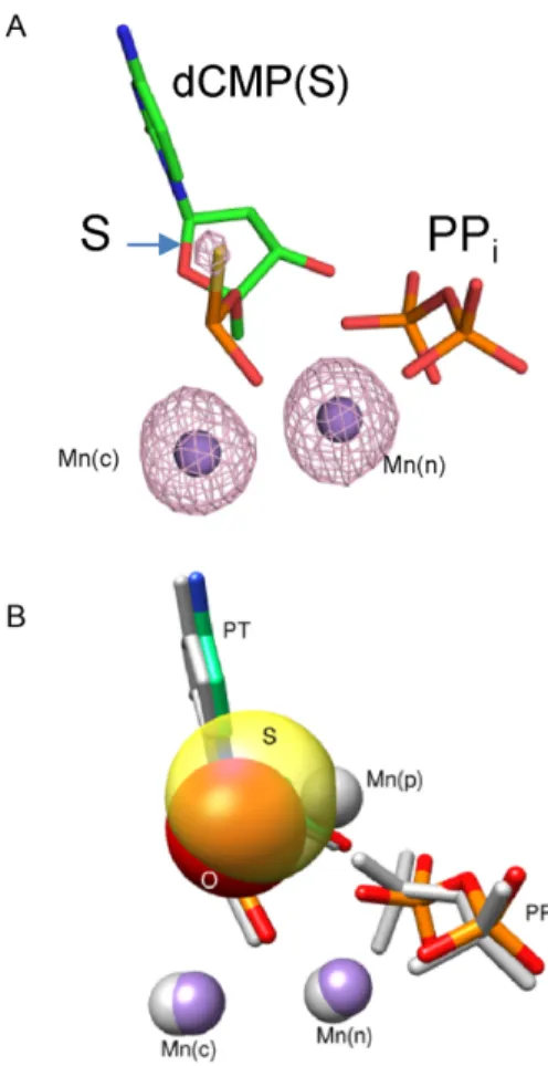 Figure 3. Crystallographic structure of a product complex formed after insertion of the S p -isomer of dCTP ␣S