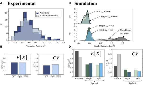 Figure 1. Quantitative analysis of nucleolus area in wild-type (WT) and rDNA translocation strains