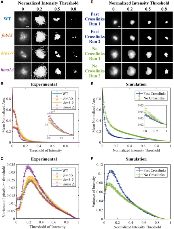 Figure 5. Area and variance of experimental and simulated nucleolar signals. (A) Representative images of CDC14-GFP in WT, fob1 , brn1–9 and hmo1Δ at different fractional intensity thresholds