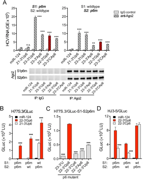 Figure 6. Length and composition of miR-122 3  terminal nucleotides are important for recruiting an Ago2 complex to the S1 site in the HCV 5  UTR