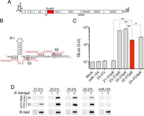 Figure 3. The capacity of miR-122 variants to promote HCV genome amplification correlates with their ability to bind HCV RNA as a complex with Ago2