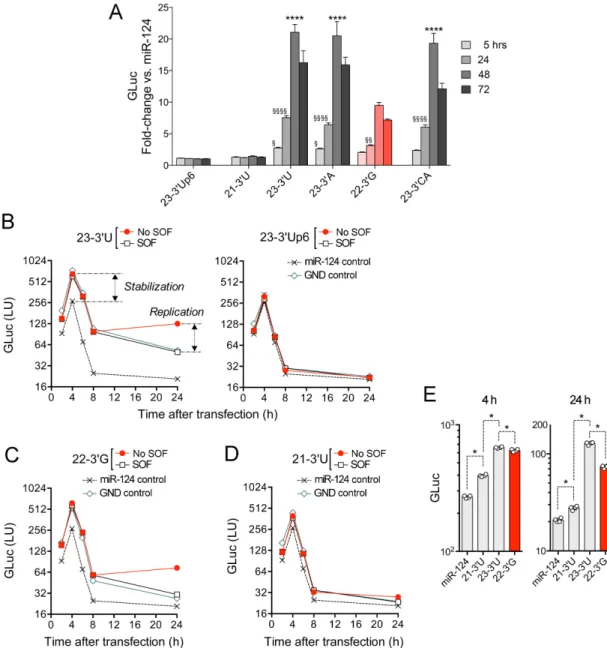 Figure 4. Capacity of natural miR-122 variants to promote stabilization and amplification of the HCV genome