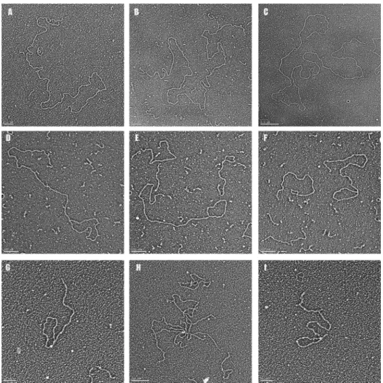 Figure 7. Visualization of long telomeric DNA and transcription products. Long telomeric dsDNA was generated (Figure 6, Supplementary Material) and prepared for (A–C) EM