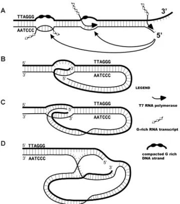 Figure 8. Models of transcription mediated telomere looping and archi- archi-tecture of the t-loop junctions