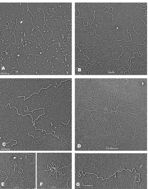 Figure 3. EM visualization of transcription induced loops and HR products. (A) If the DNA templates were transcribed but not treated with RNAse A prior to preparation for EM, over 70% of the DNA had a bush of RNA attached at one end (see text for details)