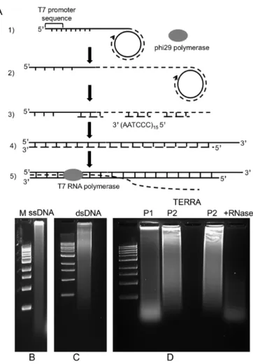 Figure 6. Agarose gel electrophoresis of long telomeric DNA and TERRA. (A) Schematic of the rolling circle synthesis of the long  telom-eric ssDNA and dsDNA