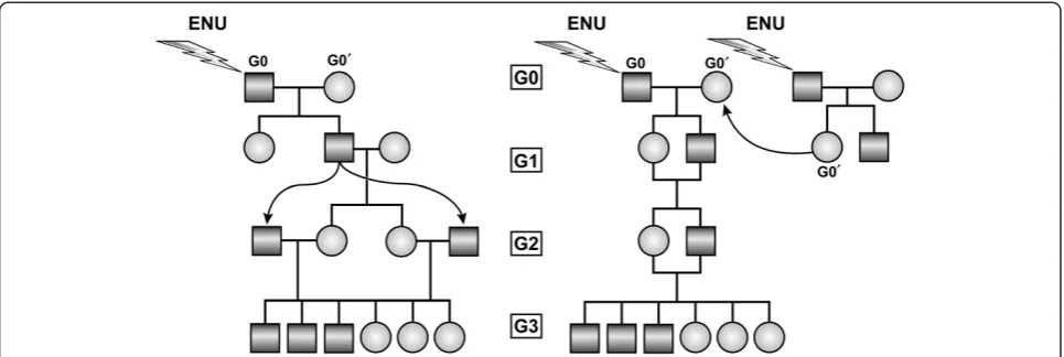 Figure 1 Inbreeding strategies for generating G3 mice carrying homozygous ENU-induced mutations