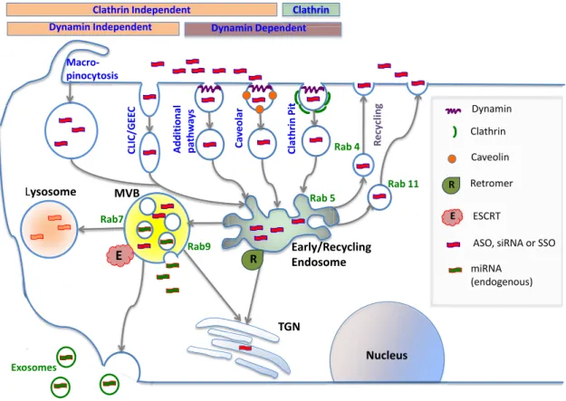 Figure 2. Cellular uptake and intracellular trafficking of oligonucleotides. Oligonucleotides enter cells via several endocytotic pathways that vary in terms of their dependence on clathrin, caveolin or dynamin