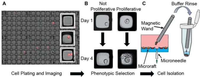 Figure 1. Selective cell isolation using microraft arrays. (A) Composite fluorescence and bright-field microscopy of mCherry cells on microraft arrays